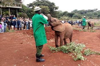 David Sheldrick Yaban Hayatı Vakfı