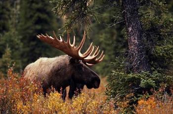 Elk Island National Park