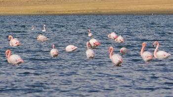 Erçek Gölü Flamingolar Göç Festivali