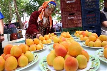 Geleneksel Kayısı Kültür ve Sanat Festivali