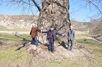 Gökçeli Şehit Ağacı