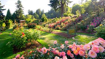 International Rose Test Garden