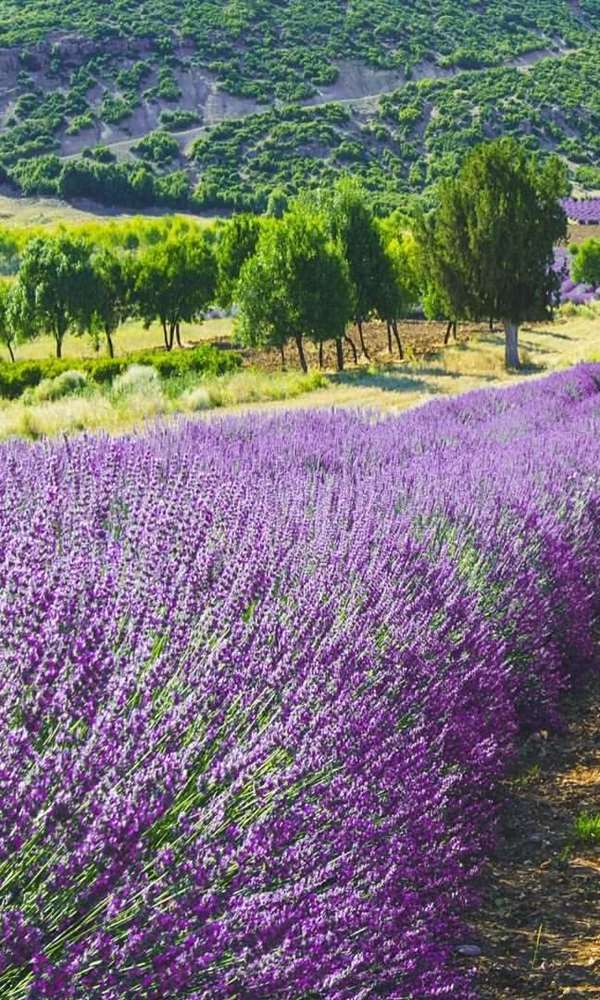 Isparta Uçak Bileti