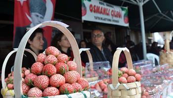 Karadeniz Ereğli Osmanlı Çileği Kültür Festivali