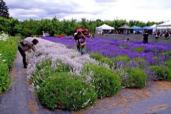 Lavender Fest