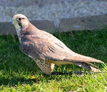 Malta Falconry Centre