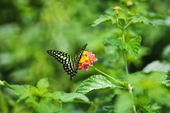 Sammilan Shetty’s Butterfly