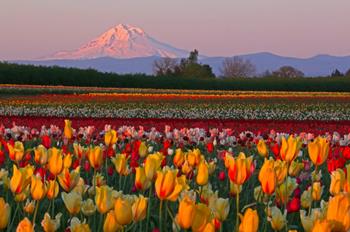 Tulip Fest