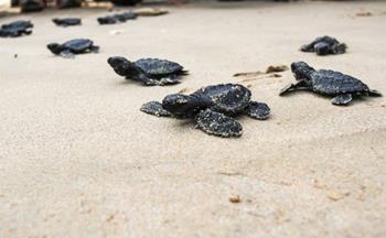 Uluslararası Caretta Caretta Çevre, Kültür ve Turizm Festivali 